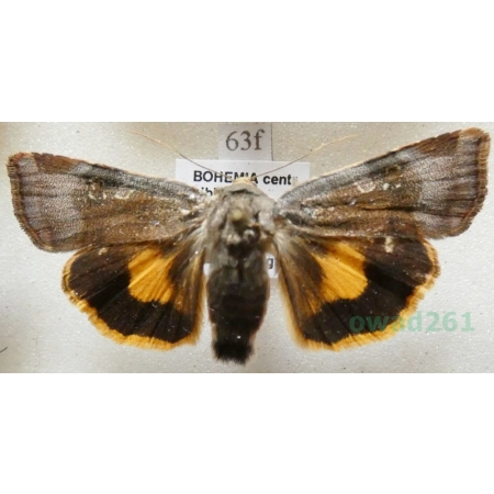 Noctua janthe (Borkhausen, 1792) Rolnica przepaska Czech63f